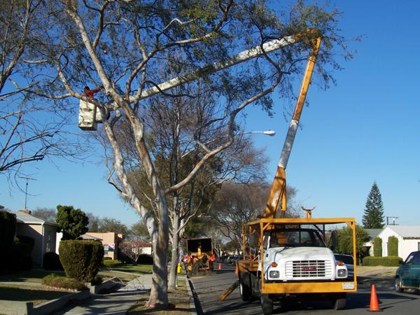Person in a truck lift trimming a tree